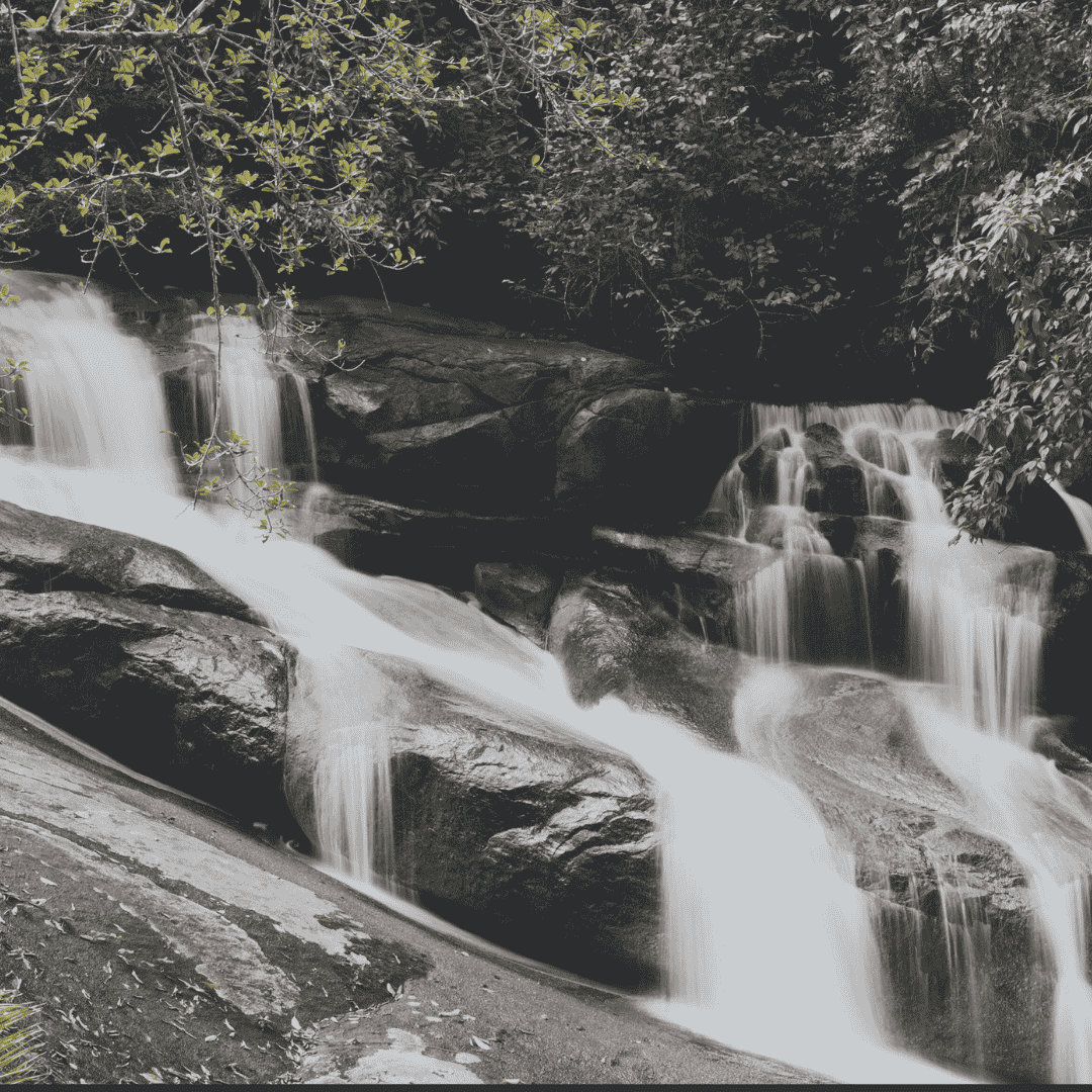 Ministério do Meio Ambiente e Mudança do Clima (MMA) lança Consulta Pública do PPMata Atlântica
