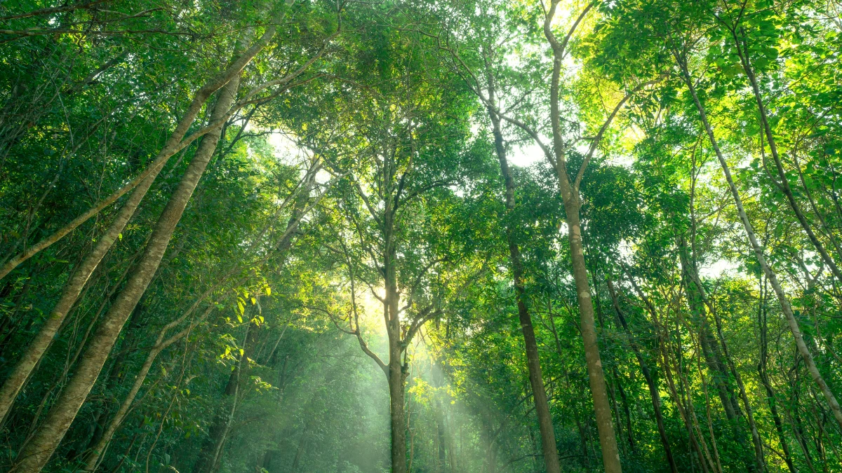 Créditos de Biodiversidade