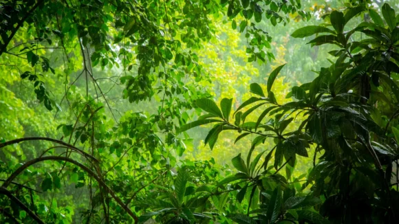 Câmara aprova mudanças no Código Florestal e proposta avança para análise do Senado