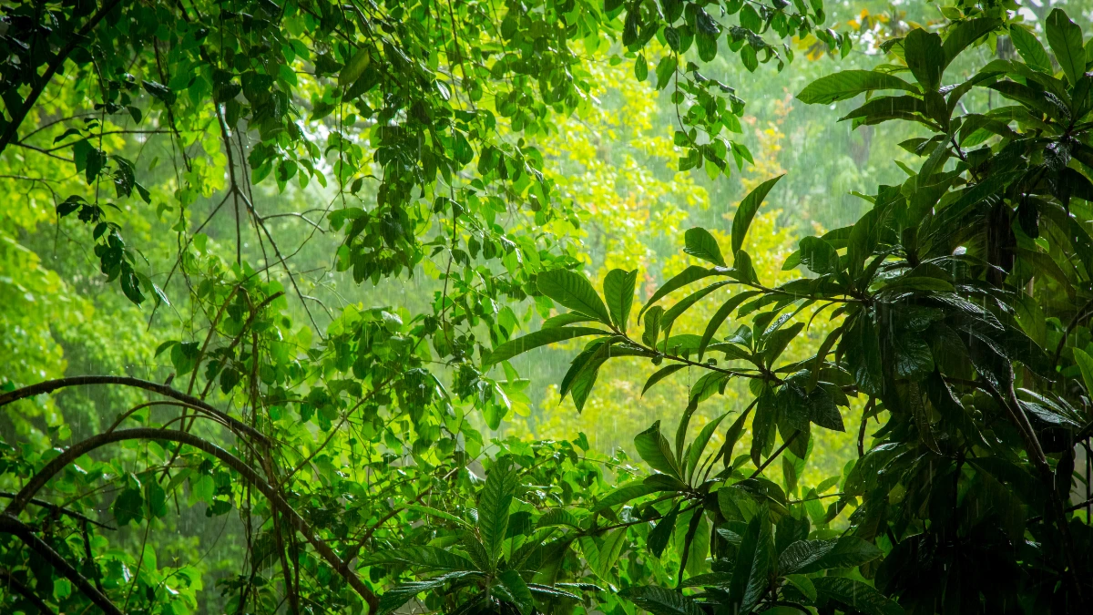 Câmara aprova mudanças no Código Florestal e proposta avança para análise do Senado