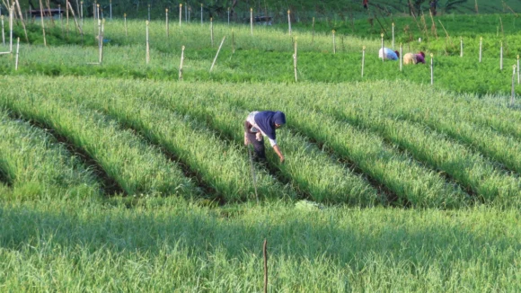 Crédito rural verde: a conformidade ambiental como vantagem competitiva real no agronegócio