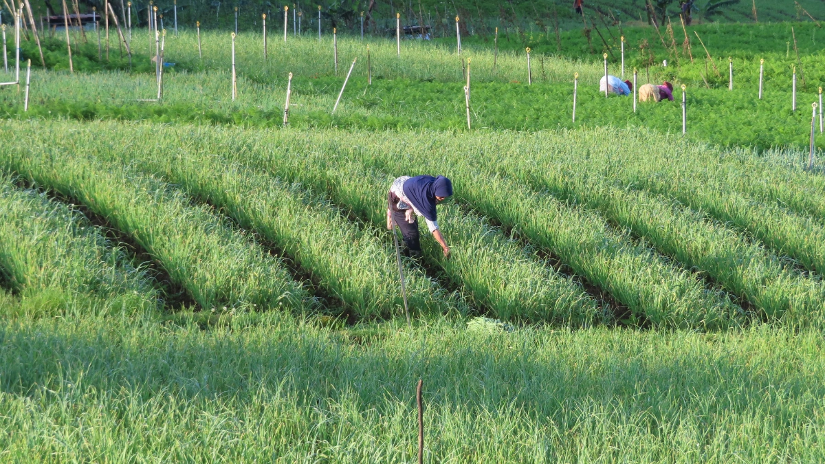 Crédito rural verde: a conformidade ambiental como vantagem competitiva real no agronegócio