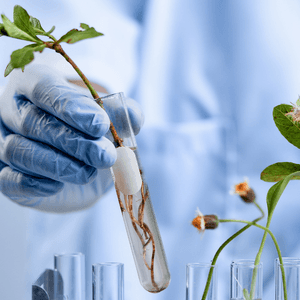 bioeconomia e acesso ao capital