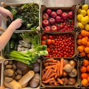 Certificado Fitossanitário Eletrônico ultrapassa 20 mil emissões e fortalece exportações brasileiras