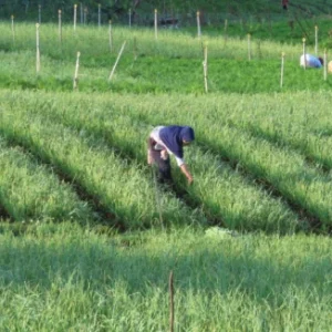Crédito rural verde: a conformidade ambiental como vantagem competitiva real no agronegócio