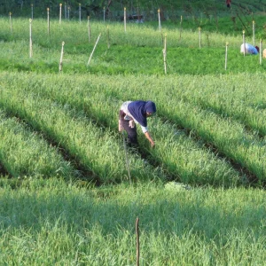 Crédito rural verde: a conformidade ambiental como vantagem competitiva real no agronegócio