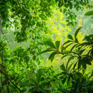 Câmara aprova mudanças no Código Florestal e proposta avança para análise do Senado