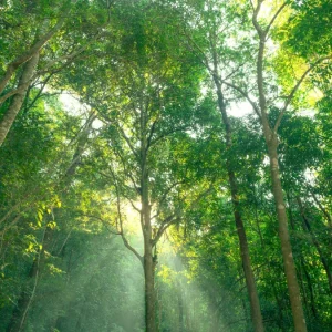 Créditos de Biodiversidade